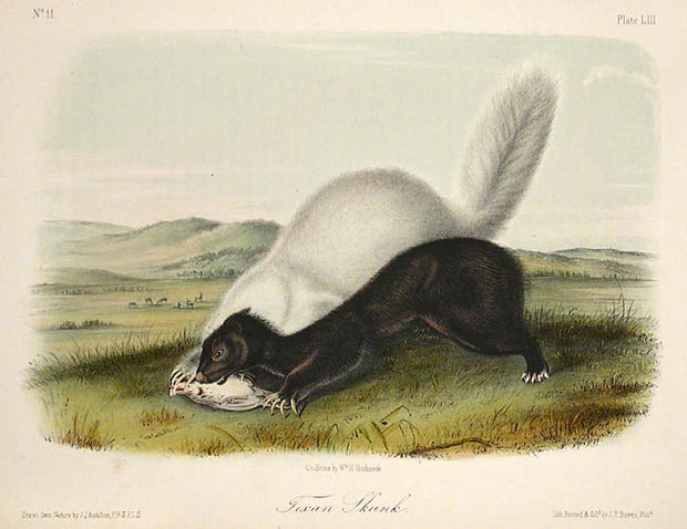 Texan Skunk by John James Audubon - Davidson Galleries