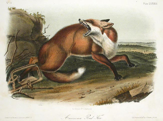 American Red Fox by John James Audubon - Davidson Galleries