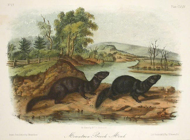 Mountain Mink by John James Audubon - Davidson Galleries