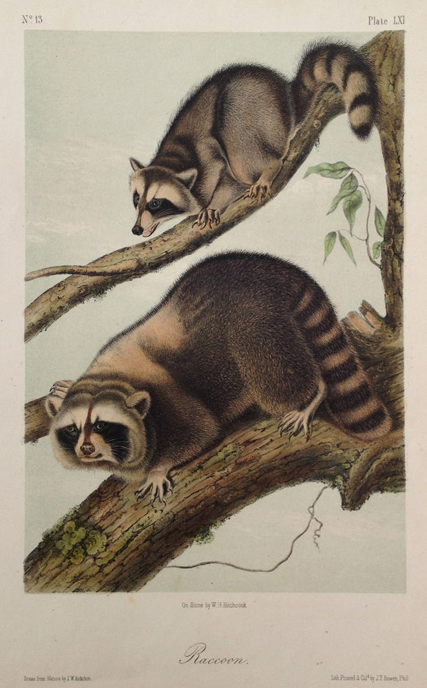 Raccoon by John James Audubon - Davidson Galleries
