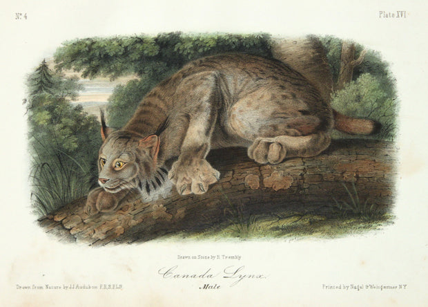 Canada Lynx by John James Audubon - Davidson Galleries