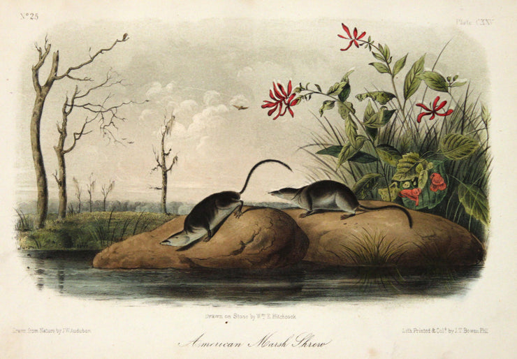 American Marsh Shrew by John James Audubon - Davidson Galleries