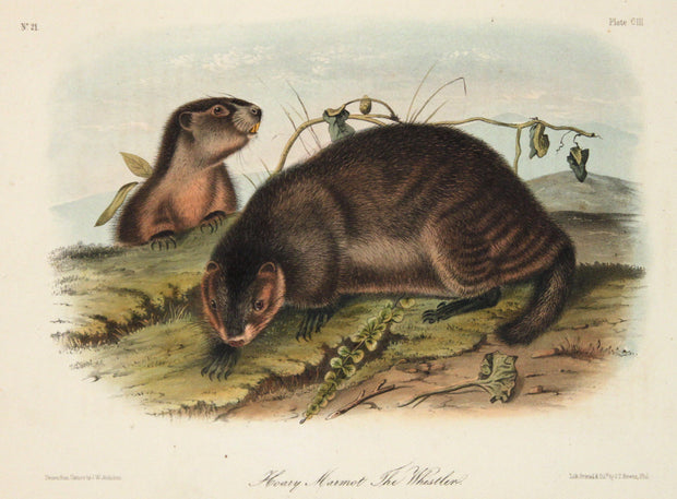 Hoary Marmot The Whistler by John James Audubon - Davidson Galleries