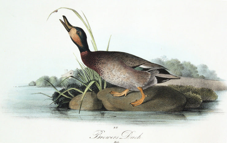 Brewer's Duck by John James Audubon - Davidson Galleries
