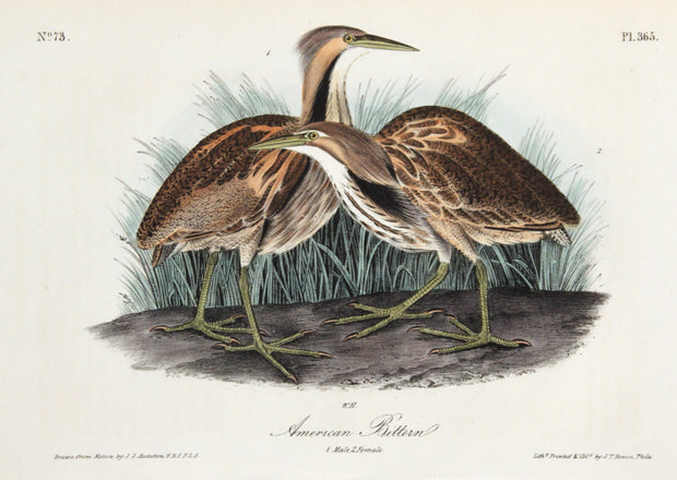 American Bittern by John James Audubon - Davidson Galleries