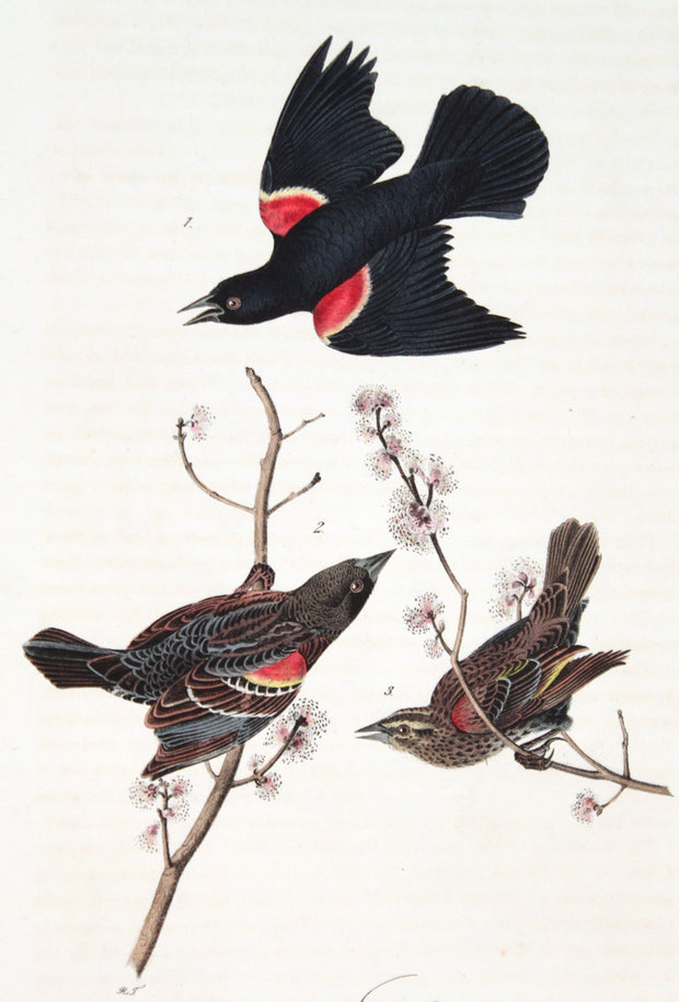 Red-Winged Starling by John James Audubon - Davidson Galleries