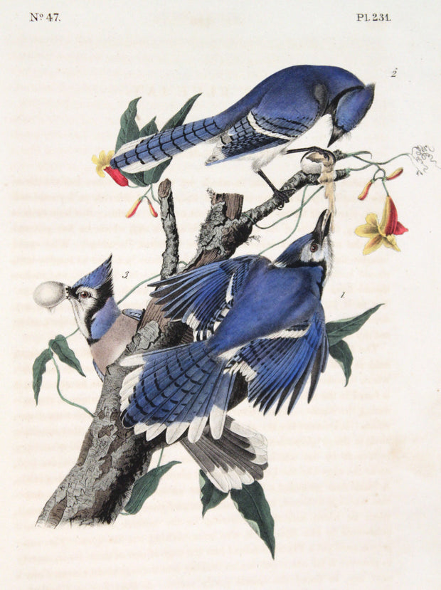 Blue Jay by John James Audubon - Davidson Galleries