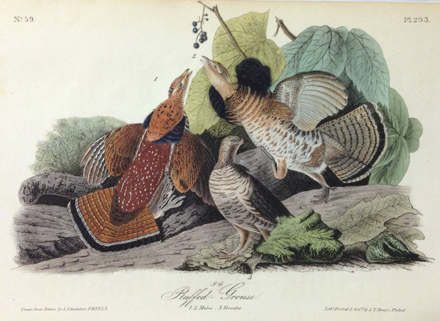 Ruffed-Grouse by John James Audubon - Davidson Galleries