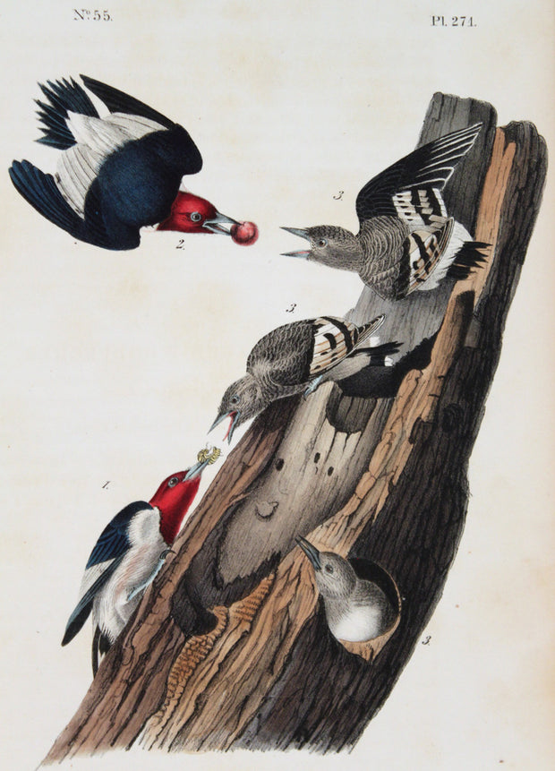 Red-Headed Woodpecker by John James Audubon - Davidson Galleries