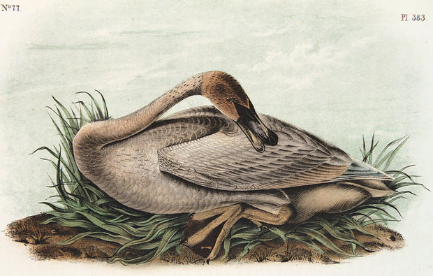 Trumpeter Swan by John James Audubon - Davidson Galleries