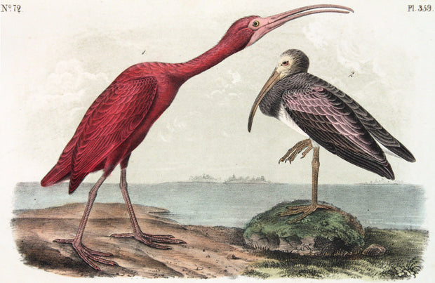 Scarlet Ibis by John James Audubon - Davidson Galleries