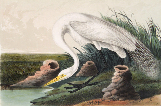 Great American White Egret (74 / 370) by John James Audubon - Davidson Galleries