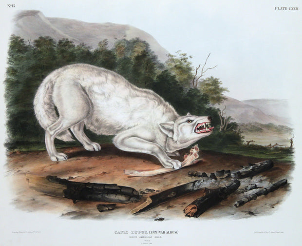 Canis Lupus, White American Wolf by John James Audubon - Davidson Galleries