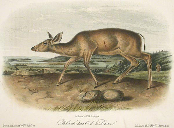 Black Tailed Deer by John James Audubon - Davidson Galleries
