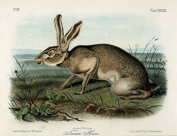 Texian Hare by John James Audubon - Davidson Galleries