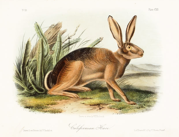 California Hare by John James Audubon - Davidson Galleries