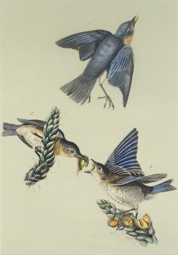 Common Blue Bird by John James Audubon - Davidson Galleries