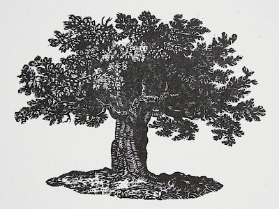 Bewick's Tree by Carl V. Montford - Davidson Galleries