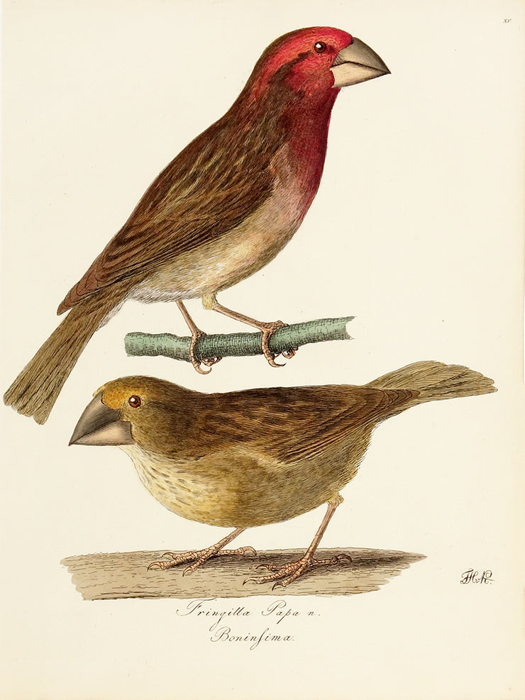 Fringilla Papa and Boninfima by Naturalist Prints (Birds) - Davidson Galleries