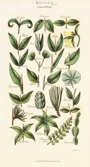 Leaves of Plants (Set of three) by Naturalist Prints (Botanicals) - Davidson Galleries