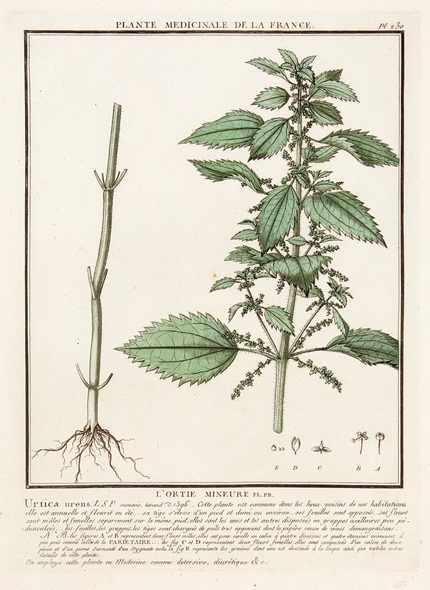L'Ortie Mineure by Naturalist Prints (Botanicals) - Davidson Galleries