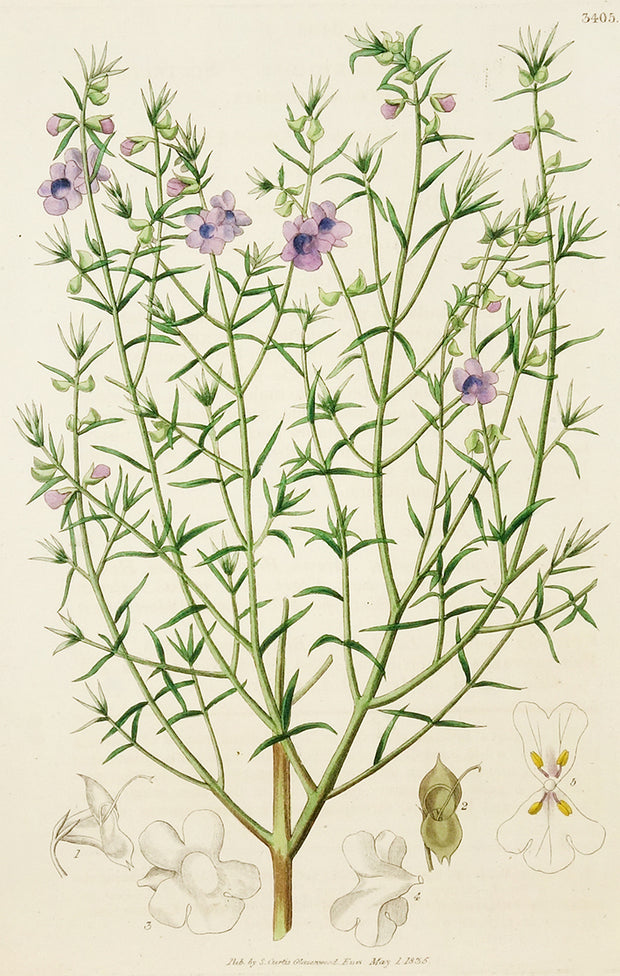 Chilodia Scutellarioides by Naturalist Prints (Botanicals) - Davidson Galleries