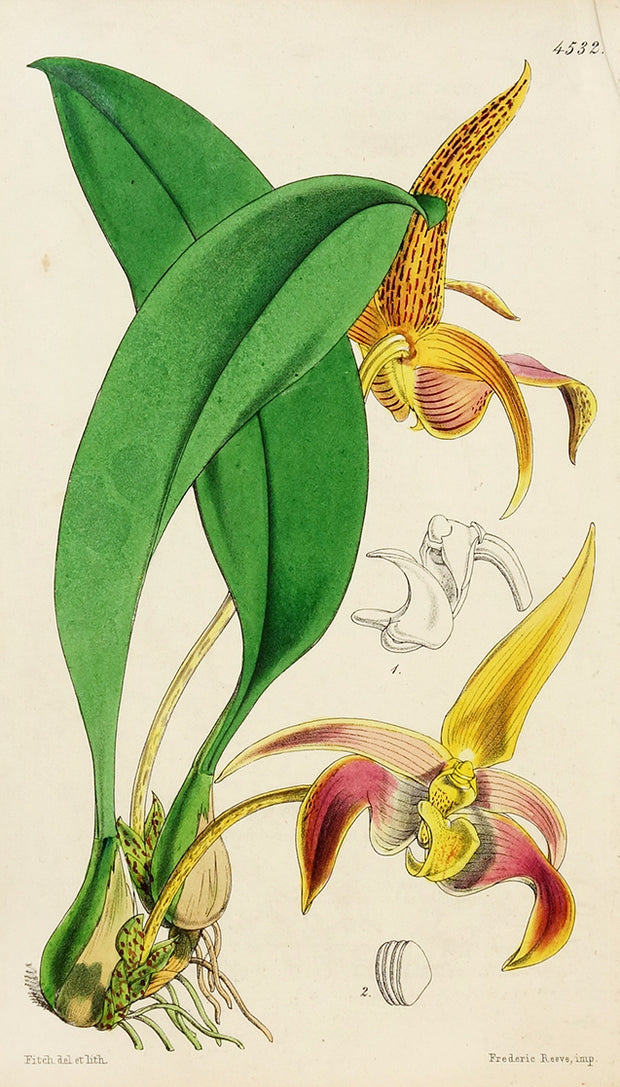 Bulbophyllum Lobbii by Naturalist Prints (Botanicals) - Davidson Galleries