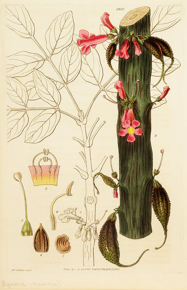 General Cole's Bignonia by Naturalist Prints (Botanicals) - Davidson Galleries