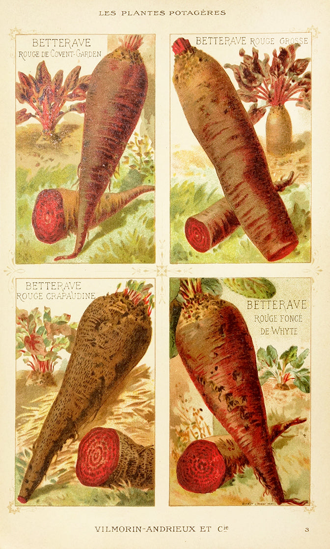 Bettergrave (Beet) by Naturalist Prints (Botanicals) - Davidson Galleries