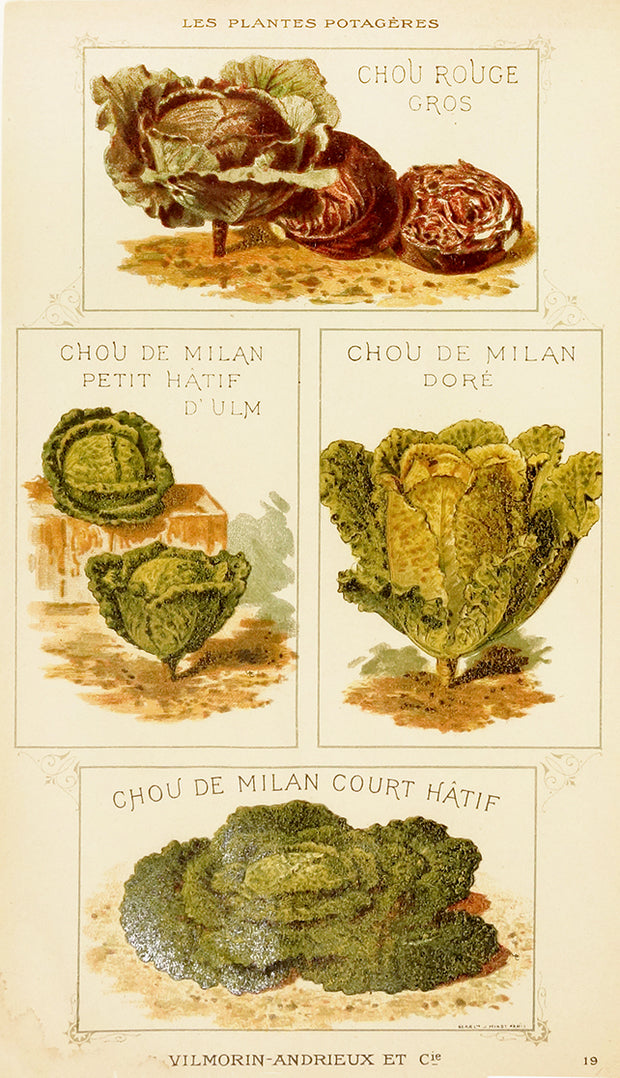 Chou (Cabbage) - Four Types by Naturalist Prints (Botanicals) - Davidson Galleries