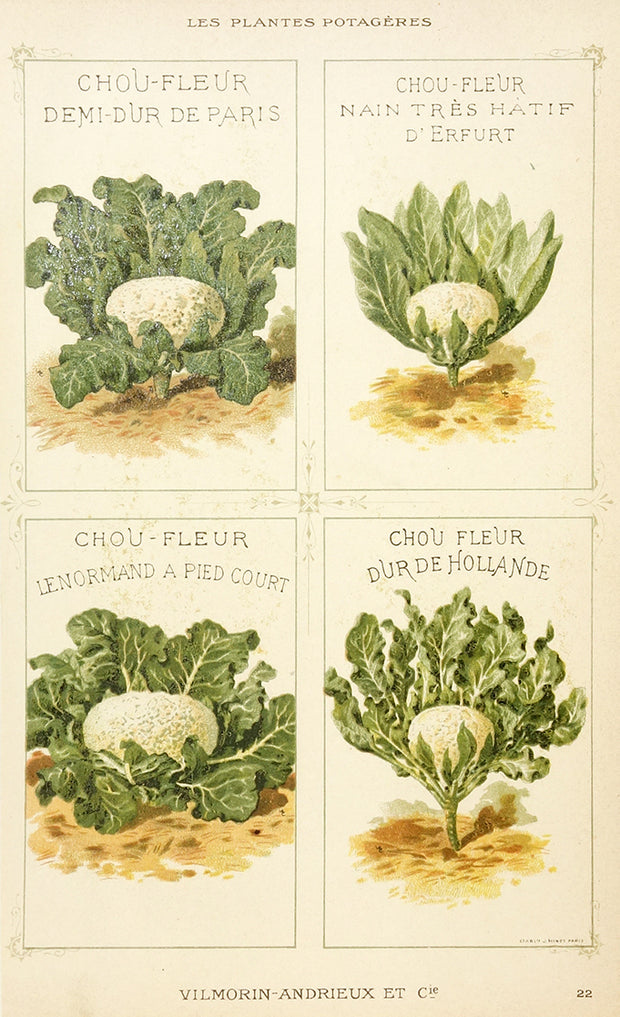 Chou (Cabbage) by Naturalist Prints (Botanicals) - Davidson Galleries