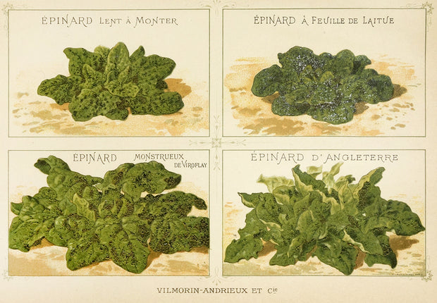 Mache (Lettuce) by Naturalist Prints (Botanicals) - Davidson Galleries