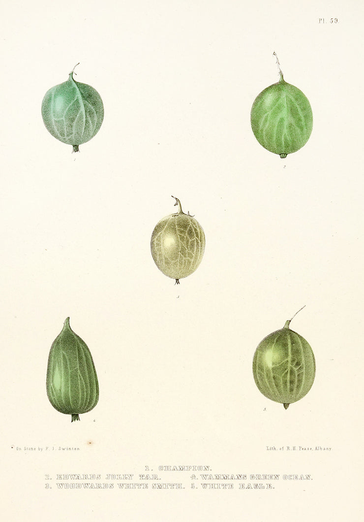 Gooseberries by Naturalist Prints (Botanicals) - Davidson Galleries