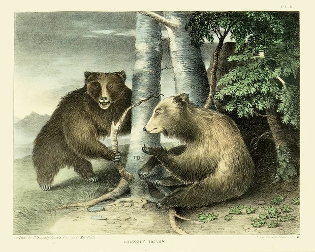 Grizzly Bears by Naturalist Prints (Animals) - Davidson Galleries