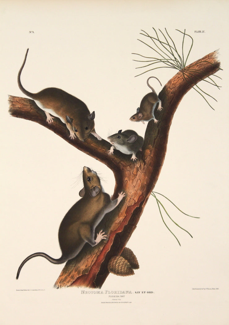 Neutoma Floridana, Florida Rat by John James Audubon - Davidson Galleries