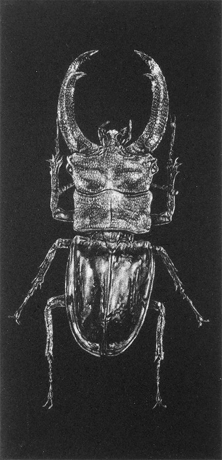 Beetle by Trevor Foster - Davidson Galleries