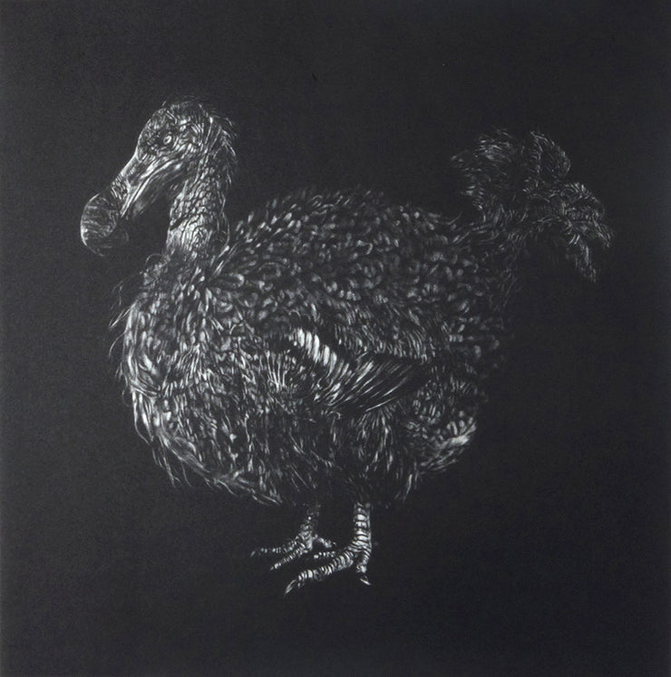 Dodo by Trevor Foster - Davidson Galleries