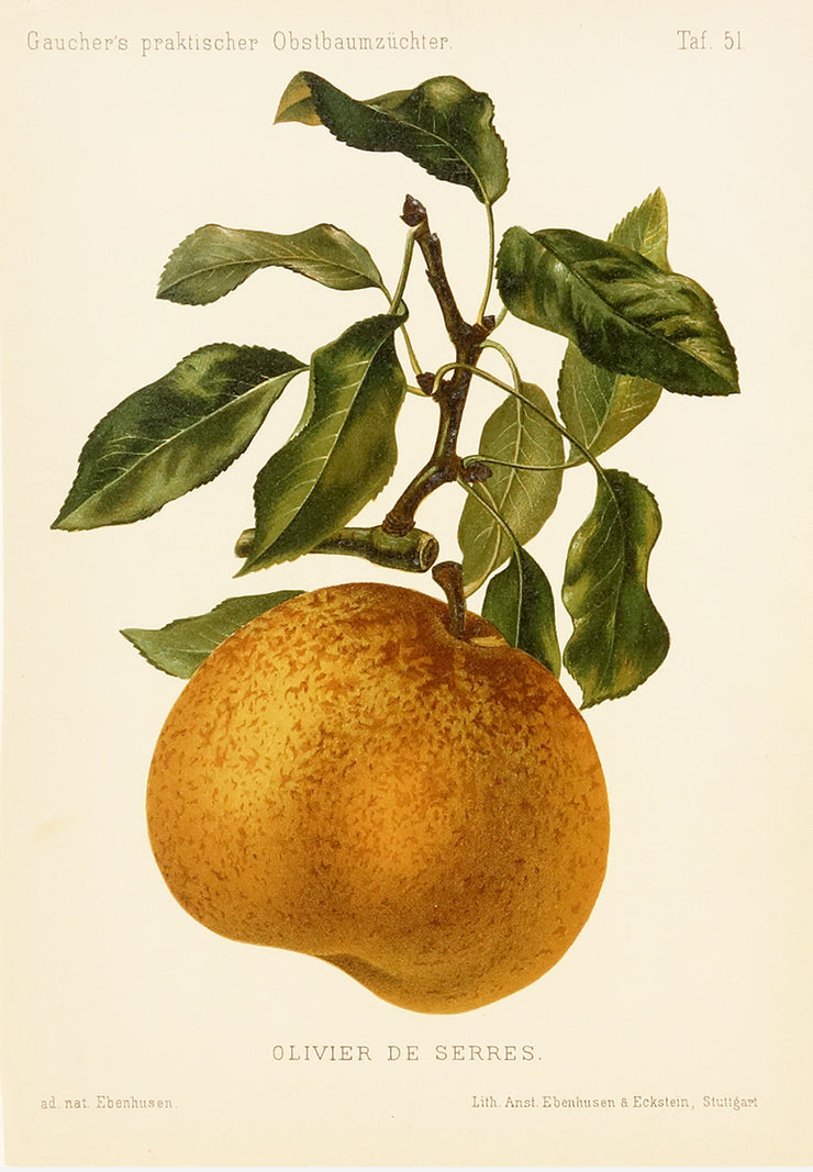 Olivier de Serres, Plate 51 by Naturalist Prints (Botanicals) - Davidson Galleries