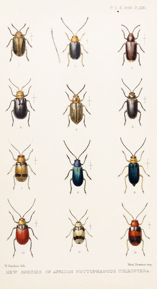 Plate XXI - New Species of African Phytophagous Coleoptera (Beetles) by Naturalist Prints (Insects & Butterflies) - Davidson Galleries