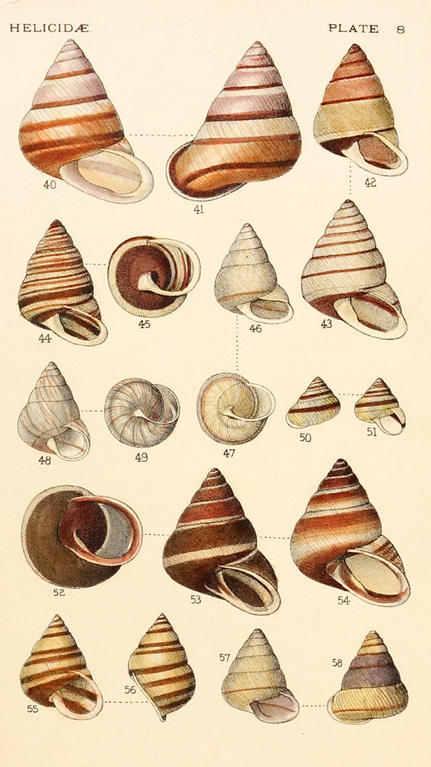 Shells, Helicide by Naturalist Prints (Marine Life) - Davidson Galleries