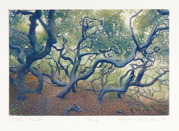 Elfin Forest by Stephen McMillan - Davidson Galleries