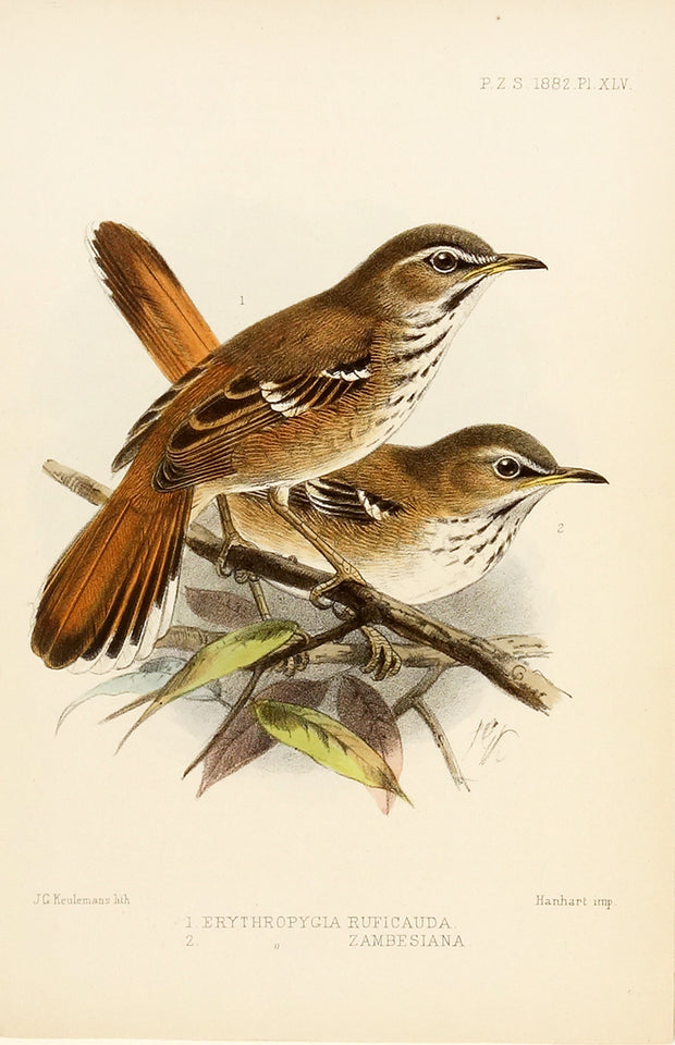 Erythropygia Ruficanda: Erythropygia Ruficauda Zambesiana by Naturalist Prints (Birds) - Davidson Galleries