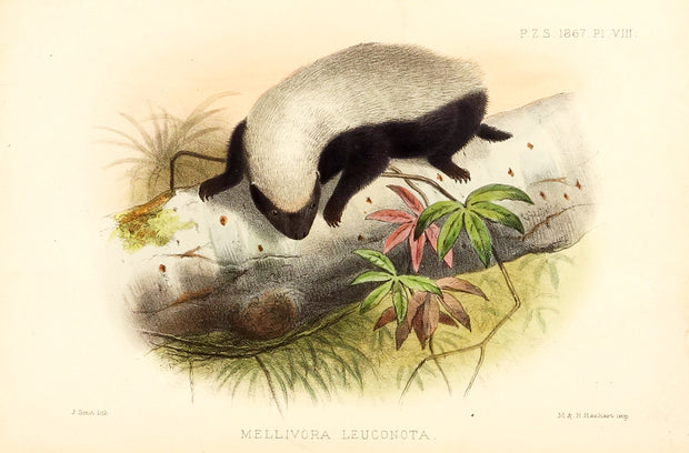 Skunk (Mellivora Lenconota) by Naturalist Prints (Animals) - Davidson Galleries