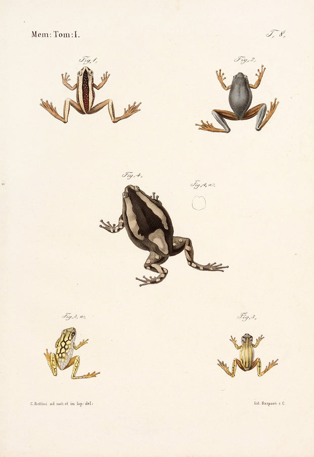 Frog Types by Naturalist Prints (Animals) - Davidson Galleries