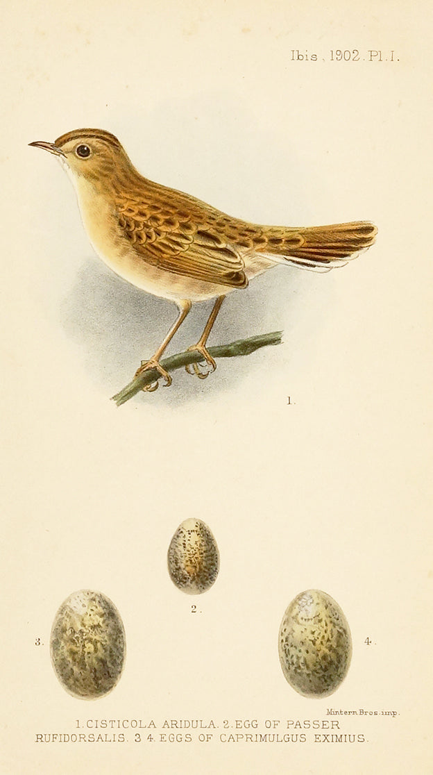 1. Cisticola Aridula 2. Egg of Passer Rufidorsals 3. 4. Eggs of Camprimulgus Eximius by Naturalist Prints (Birds) - Davidson Galleries