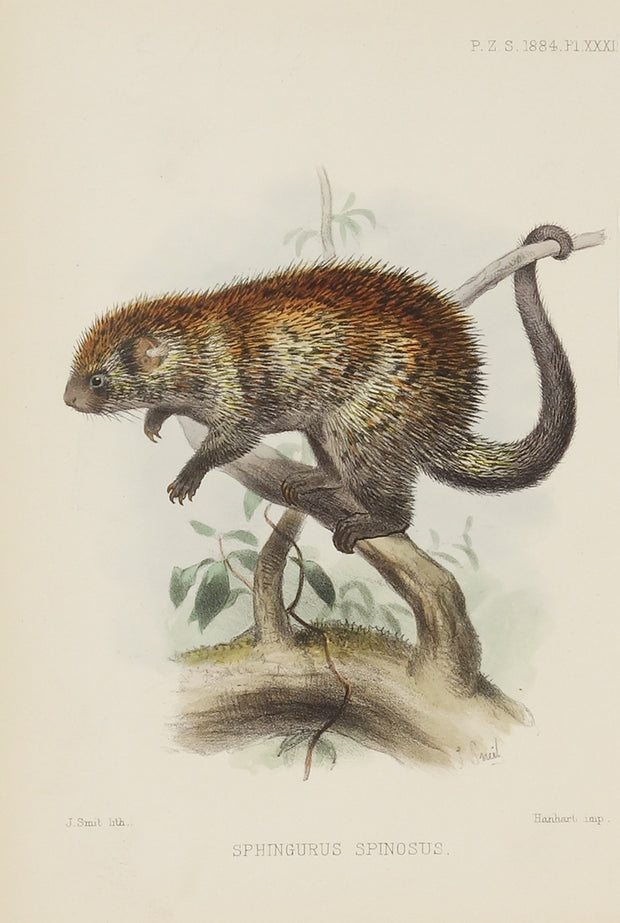 Spingurus Spinosus by Naturalist Prints (Animals) - Davidson Galleries