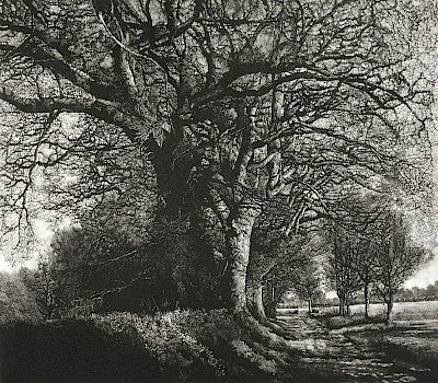 Winter Oak Walk by Martin Mitchell - Davidson Galleries
