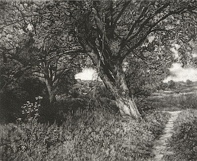 Old Willows by Martin Mitchell - Davidson Galleries