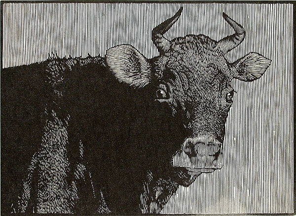 Like a Very Fair Heifer by Barry Moser - Davidson Galleries