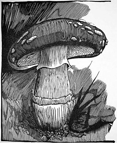 The Mushroom by Barry Moser - Davidson Galleries